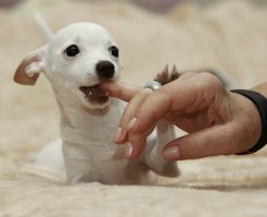 犬 しめじ 大丈夫 ごはん (1)